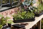 green basics kweektray l living black